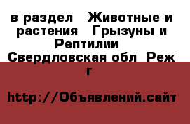  в раздел : Животные и растения » Грызуны и Рептилии . Свердловская обл.,Реж г.